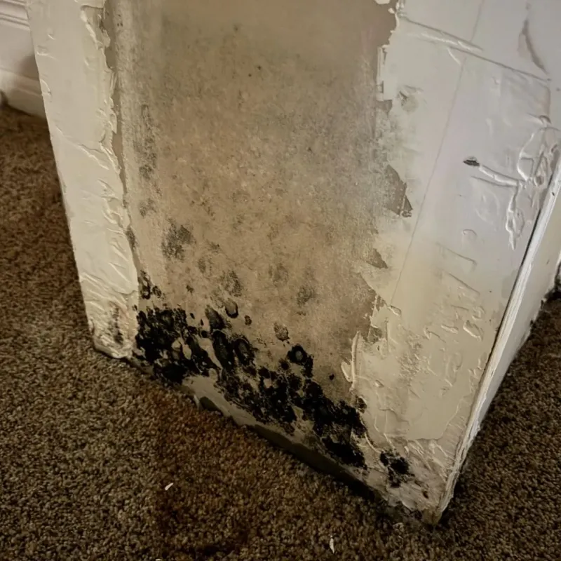 Professional Mold Removal in Lee County, TX